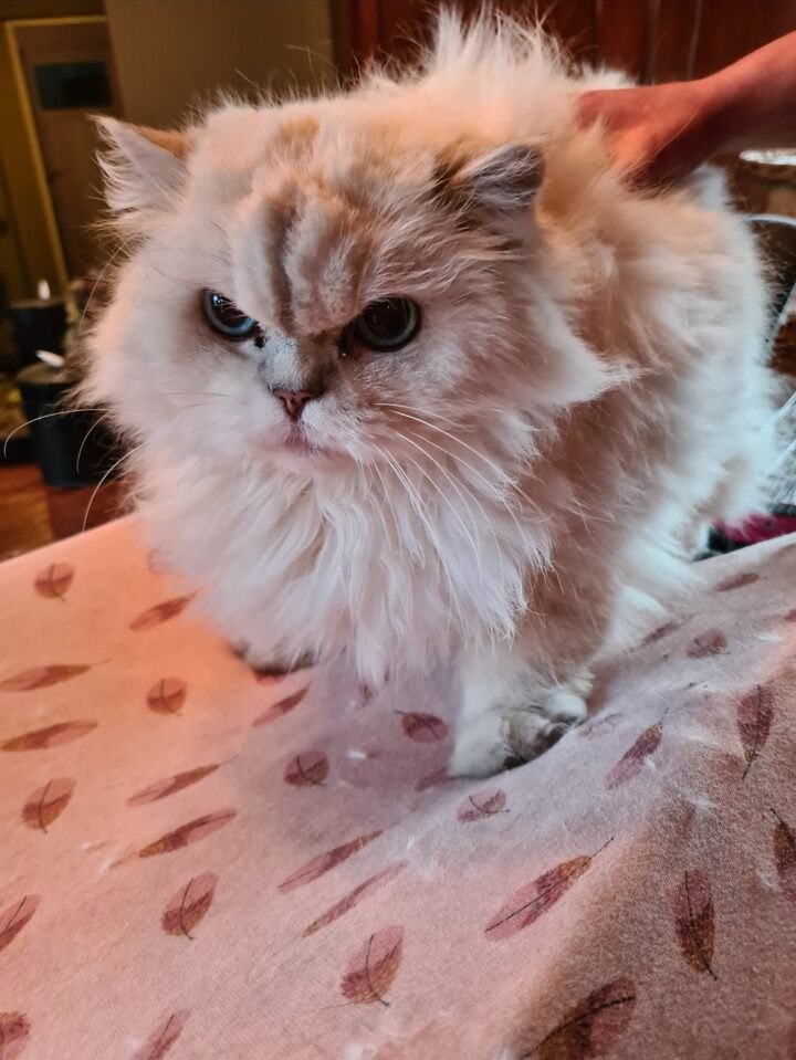 Verzorgde langharige kat na een trimbehandeling bij Trimsalon Amira